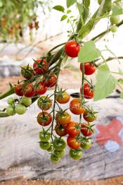 Image du Maroc Professionnelle de  Avec l'introduction des cultures sous abris serres, la région de Dakhla est devenue en très peu de temps célèbre pour ces productions de fruits et légumes destinés à l’export.  Sous d’immenses serres, la production des tomates en grappes bénéficie d’un climat phénoménalement ensoleillé, tempéré et régulier, Mardi 21 Novembre 2006. (Photo / Abdeljalil Bounhar)